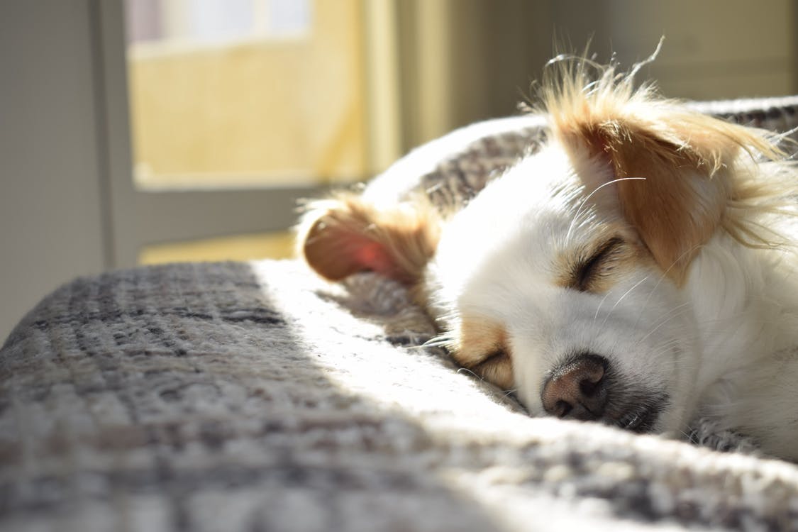 5 Top Tips for Removing Dog Hair from Your Home